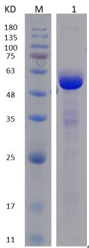 12% SDS-PAGE analysis profiles of purified NTHI1230-26-508 (CBB stained).